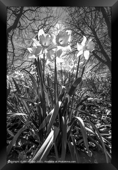 Daffodils. Framed Print by Bill Allsopp