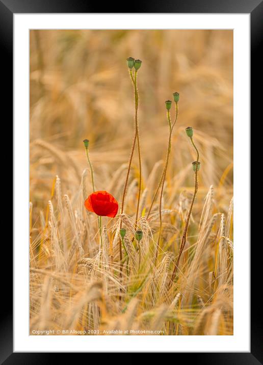 Weeds in the barley. Framed Mounted Print by Bill Allsopp