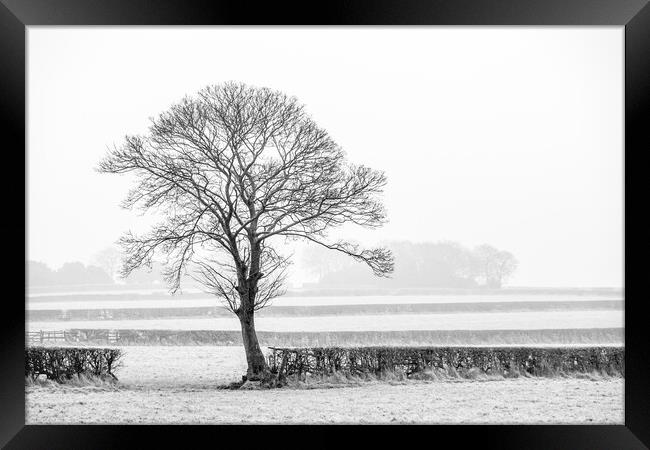 Five hedges and a tree. Framed Print by Bill Allsopp