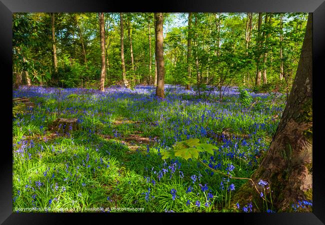 Bluebell wood. Framed Print by Bill Allsopp