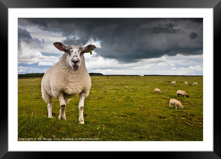 Sheep portrait Framed Mounted Print by Bill Allsopp