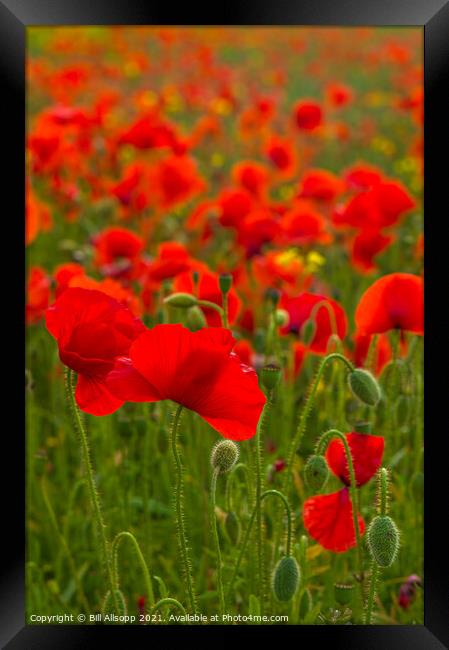 Field Poppies Framed Print by Bill Allsopp