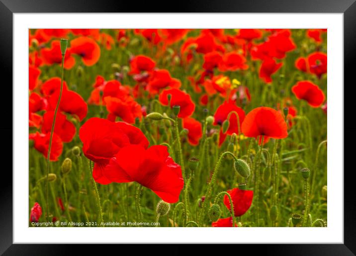 Field Poppies #2 Framed Mounted Print by Bill Allsopp