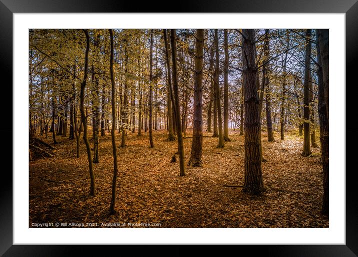 Golden woods. Framed Mounted Print by Bill Allsopp