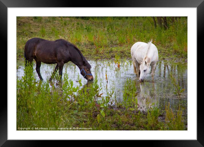 Horses grazing in a flooded field Framed Mounted Print by Bill Allsopp