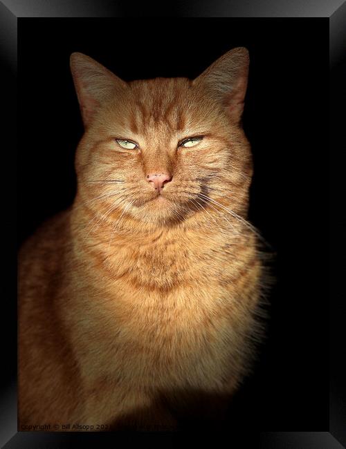 Portrait of a ginger cat. Framed Print by Bill Allsopp