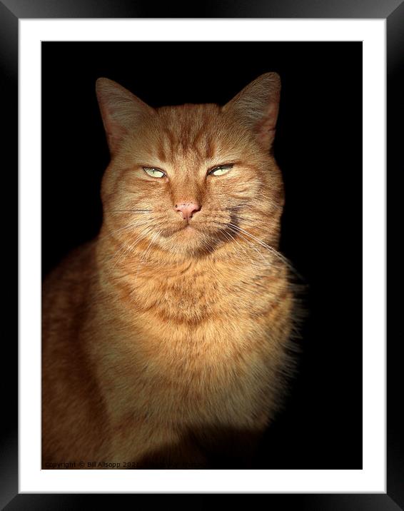 Portrait of a ginger cat. Framed Mounted Print by Bill Allsopp