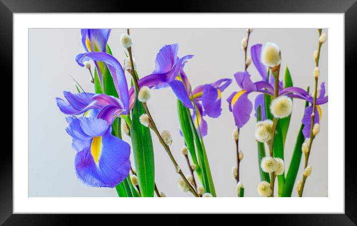 Iris and pussy Willow flowers. Framed Mounted Print by Bill Allsopp