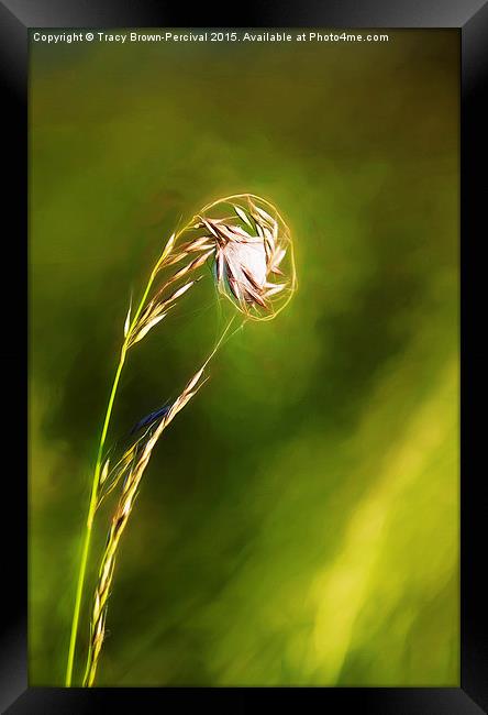  Grass Web Framed Print by Tracy Brown-Percival