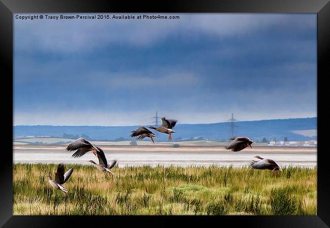  In Flight Framed Print by Tracy Brown-Percival