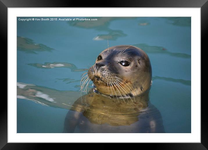  Rescue Seal Framed Mounted Print by Kev Booth