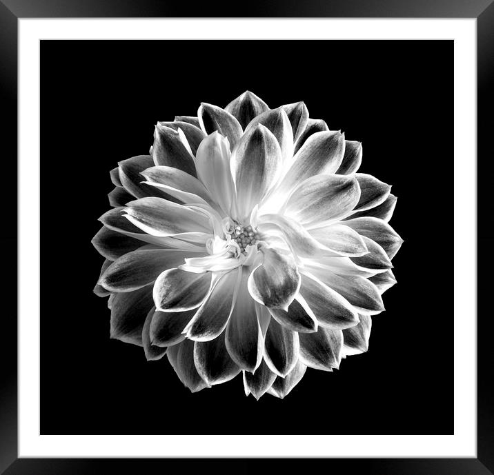 Monochrome Flower  Framed Mounted Print by Lee Milner