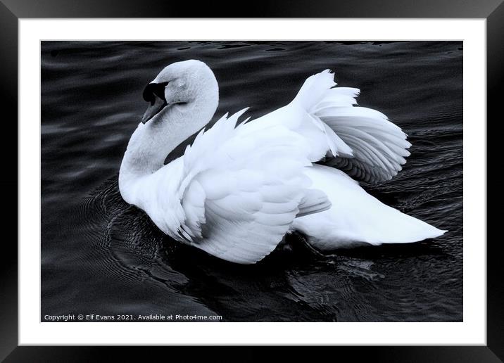 Swan Song Framed Mounted Print by Elf Evans