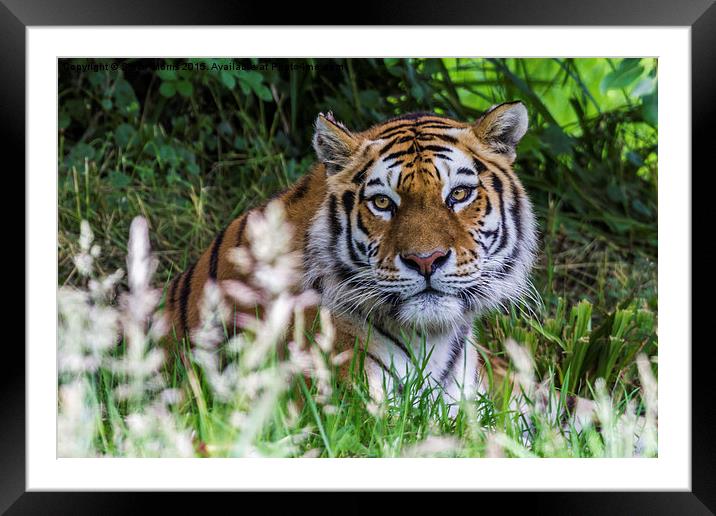  Amur Tiger Framed Mounted Print by Steve Morris