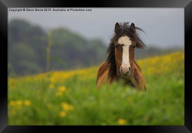  Wild Pony Framed Print by Steve Morris