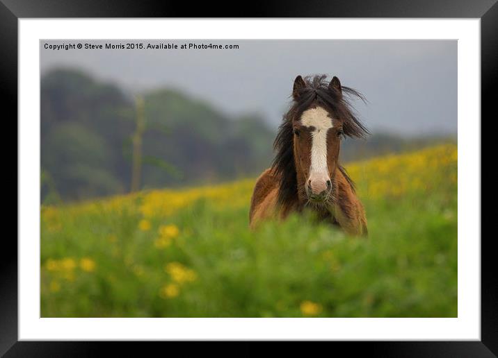  Wild Pony Framed Mounted Print by Steve Morris