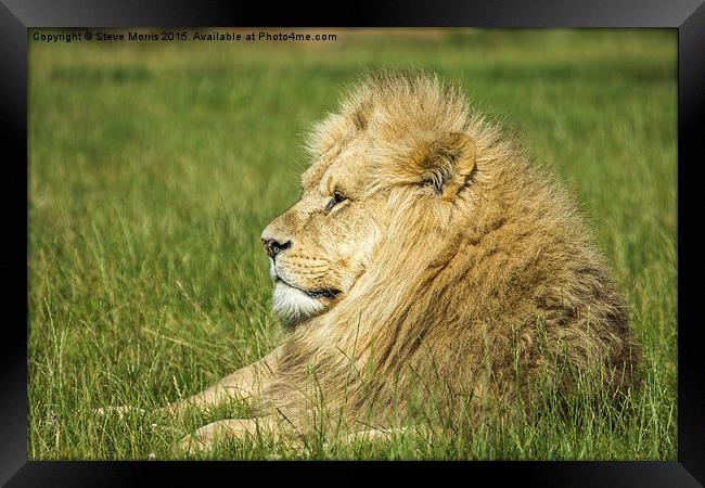 African Lion Framed Print by Steve Morris