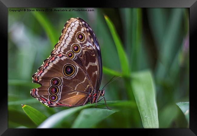  Butterfly Framed Print by Steve Morris