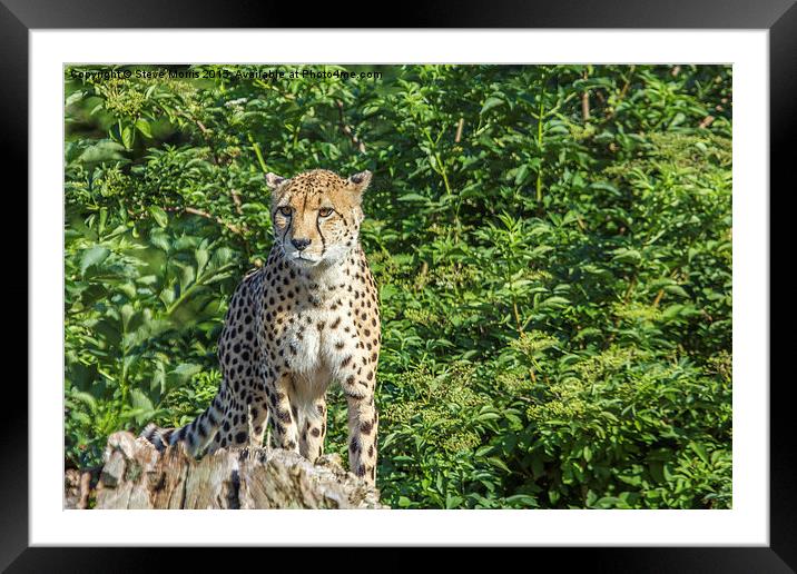  Cheetah Framed Mounted Print by Steve Morris