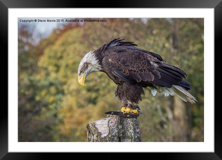  Golden Eagle Framed Mounted Print by Steve Morris