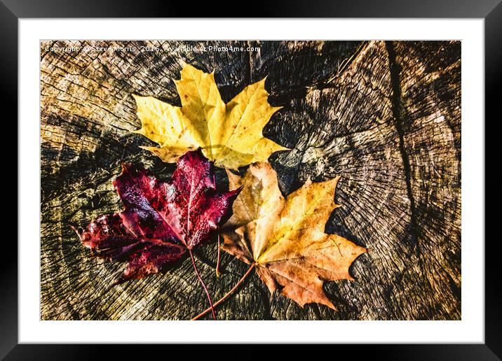 Autumn Leaves Framed Mounted Print by Steve Morris