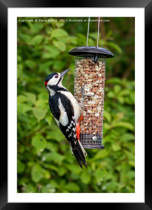 Great Spotted Woodpecker Framed Mounted Print by Steve Morris