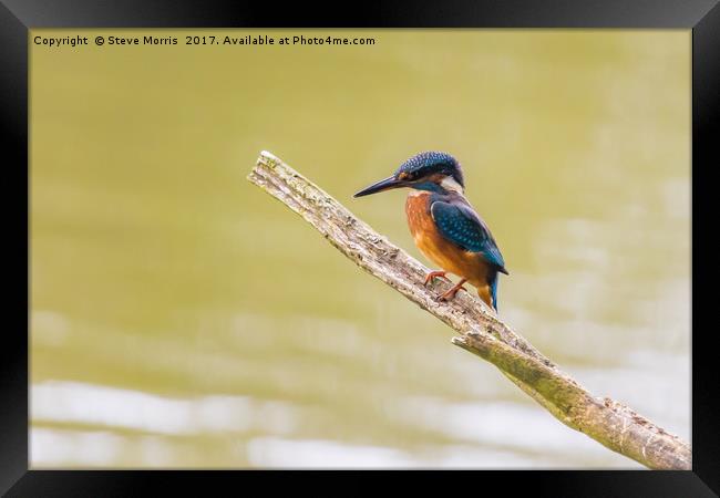 Kingfisher Framed Print by Steve Morris
