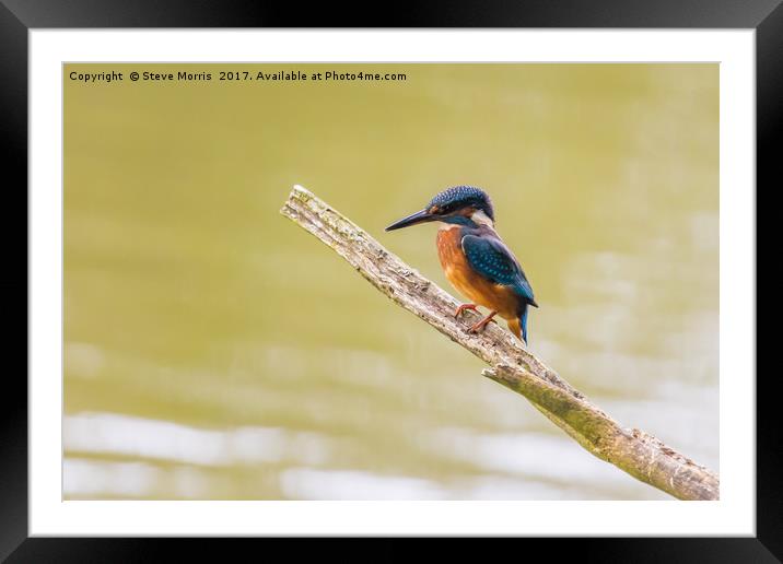 Kingfisher Framed Mounted Print by Steve Morris