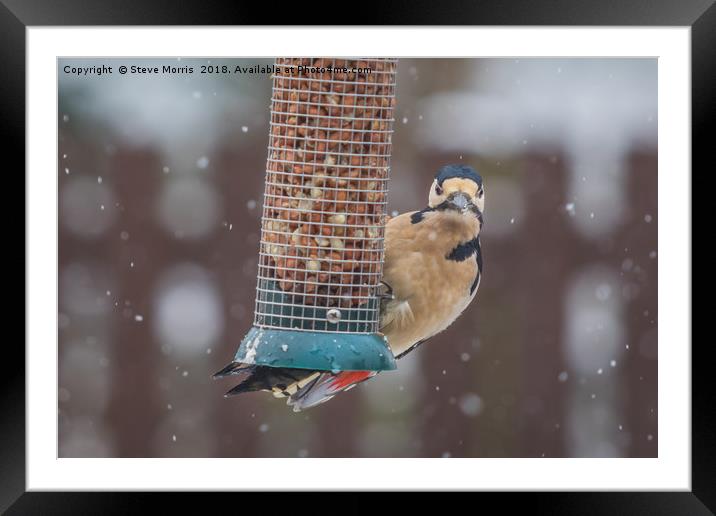 Great Spotted Woodpecker Framed Mounted Print by Steve Morris