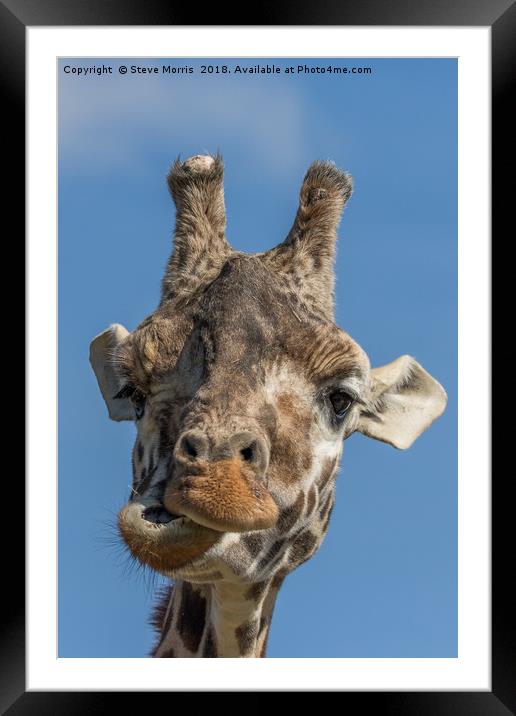 Giraffe Framed Mounted Print by Steve Morris