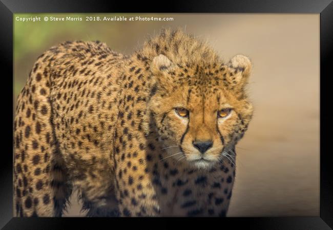 Cheetah Framed Print by Steve Morris