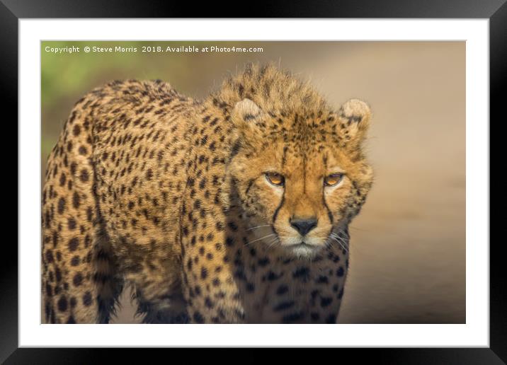 Cheetah Framed Mounted Print by Steve Morris
