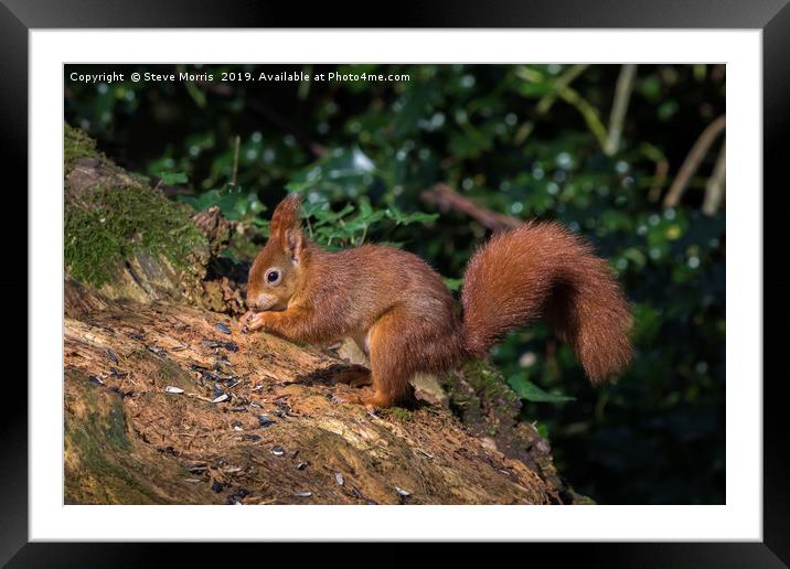 Red Squirrel Framed Mounted Print by Steve Morris