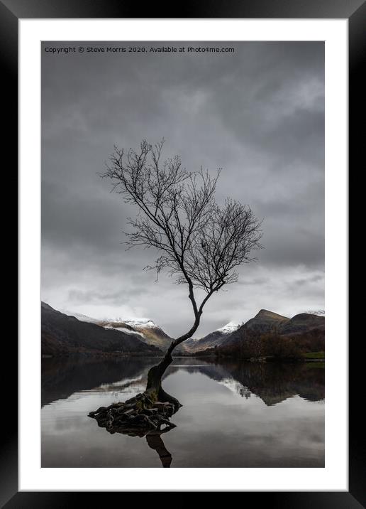 Lonely Tree Framed Mounted Print by Steve Morris