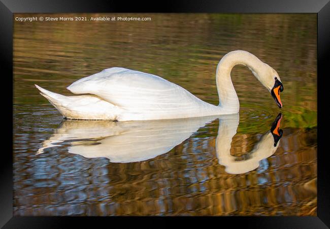 Reflective Swan Framed Print by Steve Morris