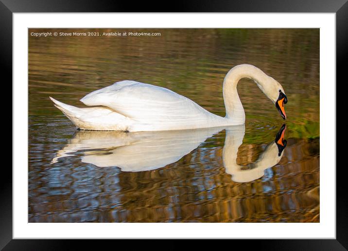 Reflective Swan Framed Mounted Print by Steve Morris