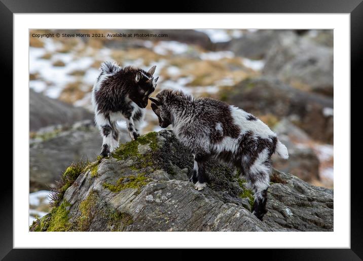 Welsh Mountain Goats Framed Mounted Print by Steve Morris