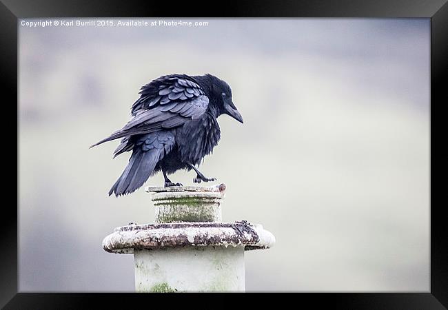  Crow Framed Print by Karl Burrill