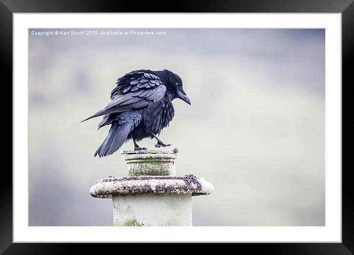  Crow Framed Mounted Print by Karl Burrill