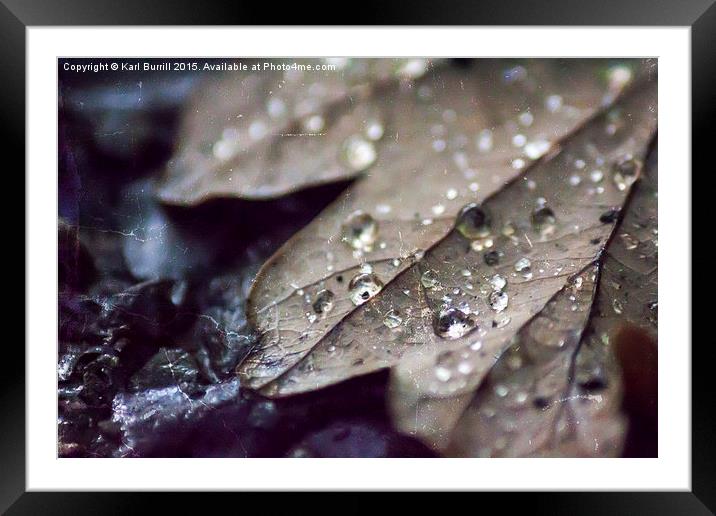  Oak drops Framed Mounted Print by Karl Burrill