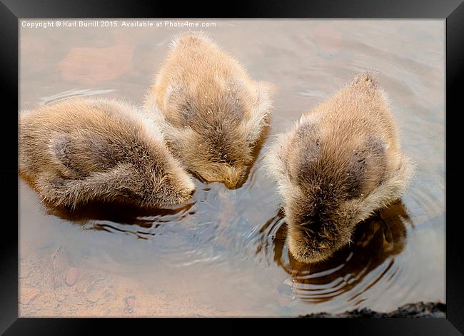 What are you looking for? Framed Print by Karl Burrill