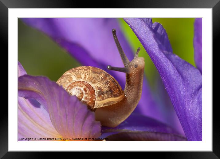 Cute garden snail on purple flower Framed Mounted Print by Simon Bratt LRPS