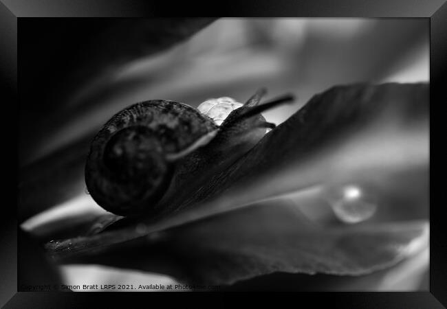 Garden snail abstract hiding in black and white Framed Print by Simon Bratt LRPS