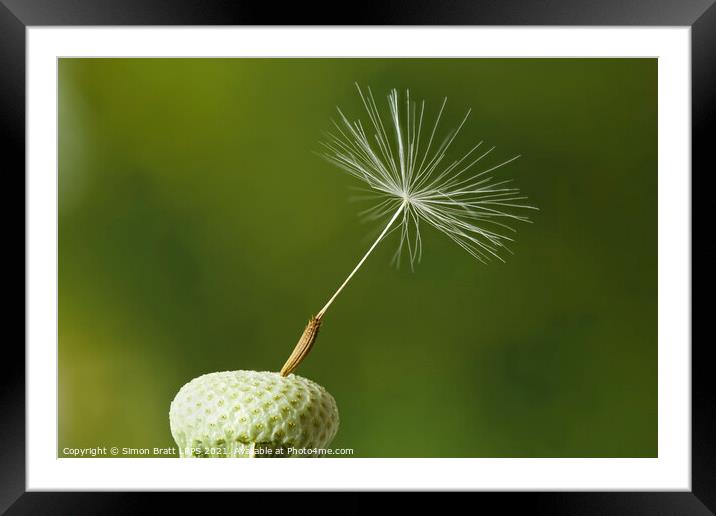 Dandelion head with one seed attached Framed Mounted Print by Simon Bratt LRPS