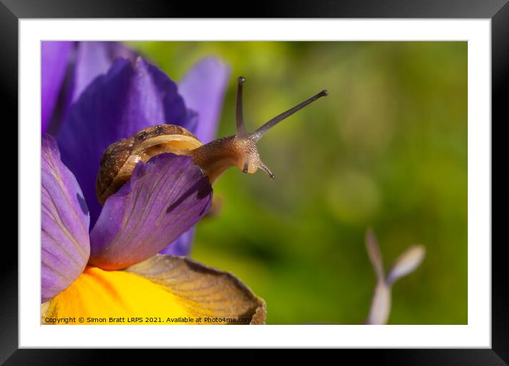 Snail close up on Purple Iris flower Framed Mounted Print by Simon Bratt LRPS