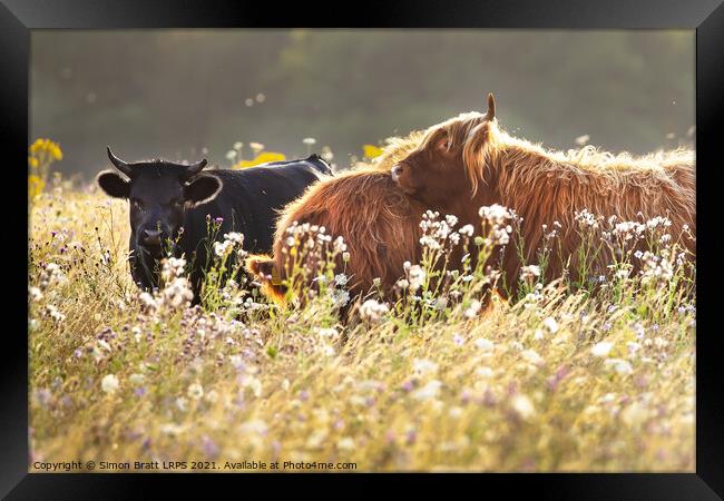 Two highland cows together in a meadow Framed Print by Simon Bratt LRPS