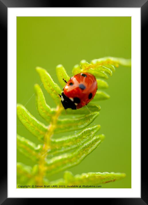 Ladybird bug close up on fern Framed Mounted Print by Simon Bratt LRPS