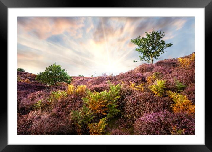 Purple heather sunrise at Roydon Common Norfolk Framed Mounted Print by Simon Bratt LRPS