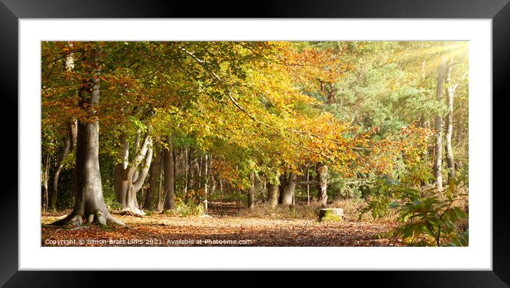 Mature woodland beech trees in Autumn colour Norfolk Framed Mounted Print by Simon Bratt LRPS