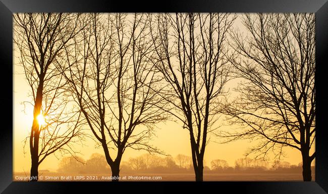 Beautiful winter sunset though bare trees in Norfolk Framed Print by Simon Bratt LRPS